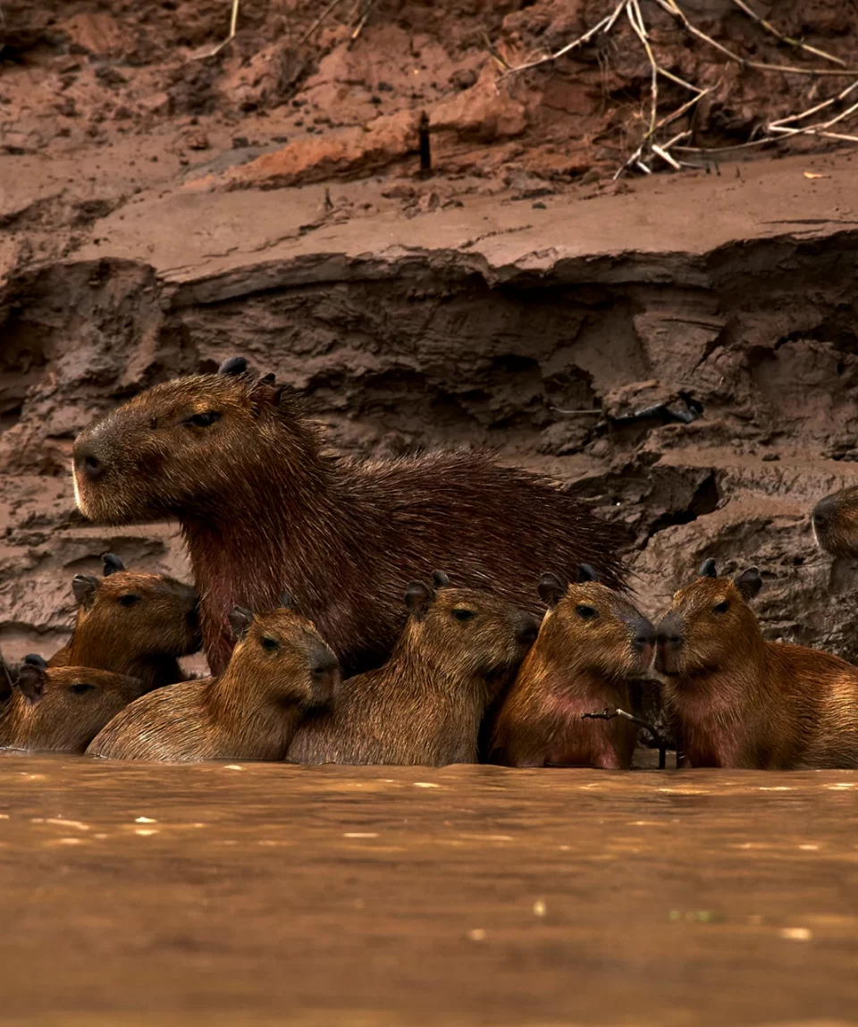 Capybaras Refugio Amazonas - Paul Bertner(1)