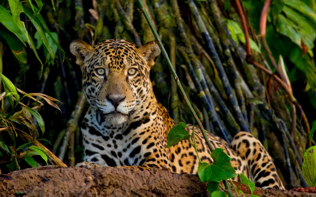 Jaguar in Tambopata National Reserve