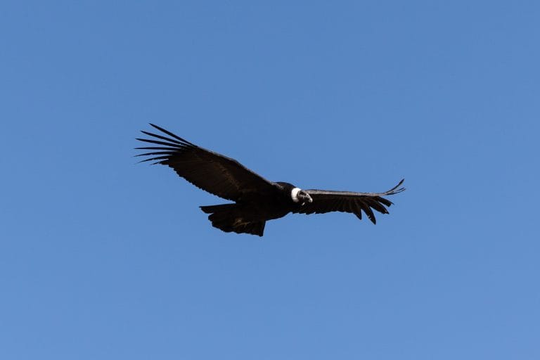 Vuelo Condor