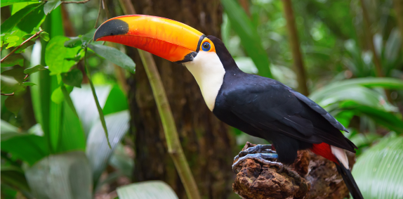 Toucan Bird