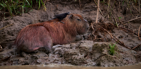 Wild Capybara