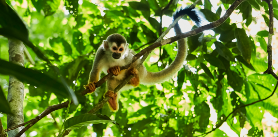 Squirrel Monkey