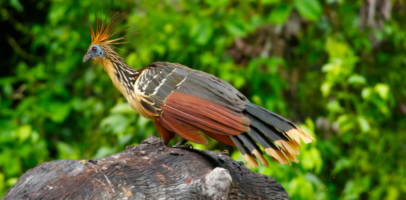 Hoatzin Bird