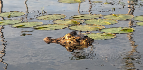 Amazon Caiman