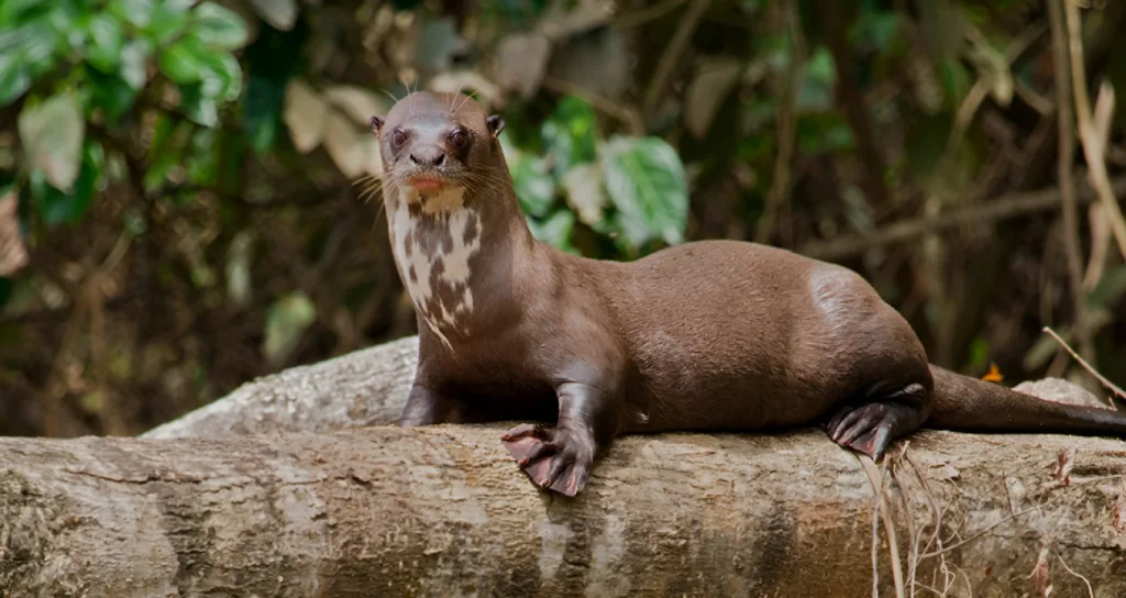 03-Day Posada Amazonas