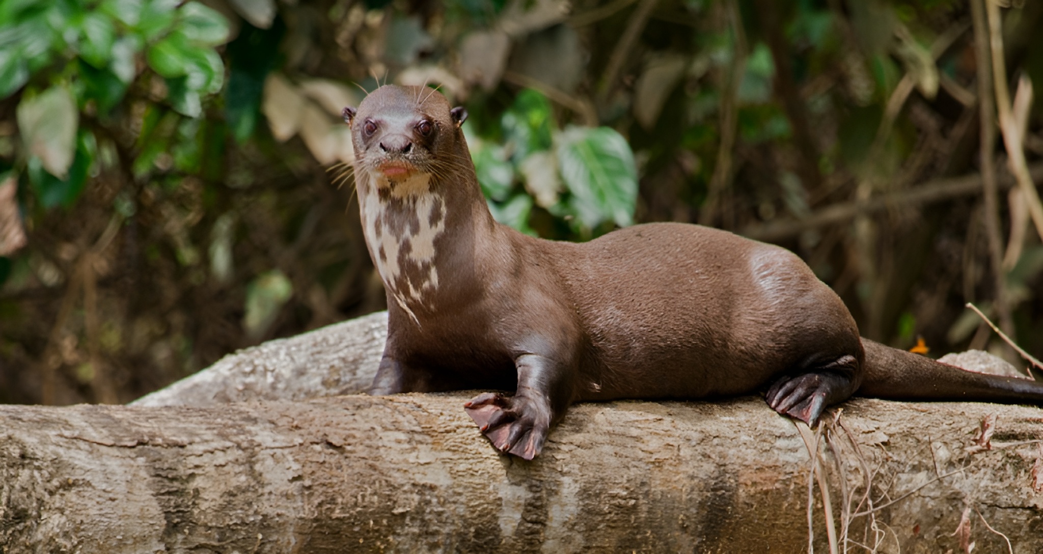 03-Day Posada Amazonas