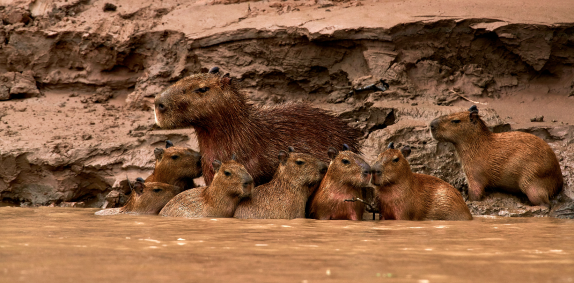 Wild Capybara Family