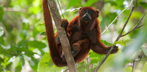 Red Howler Monkey