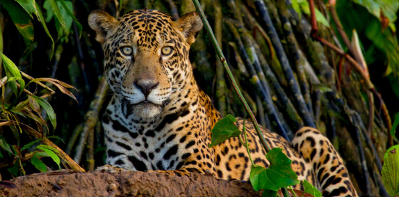 Wild Jaguar