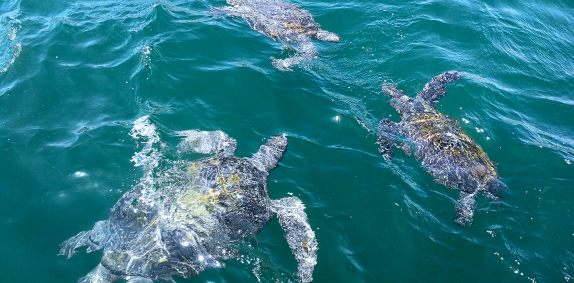 El Nuro Sea Turtles