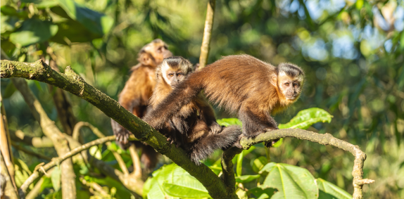 Capuchin Monkeys