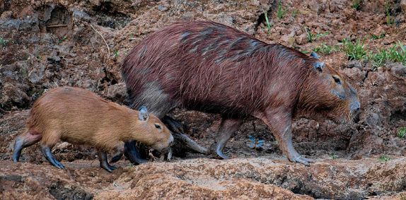 Wild Capybaras