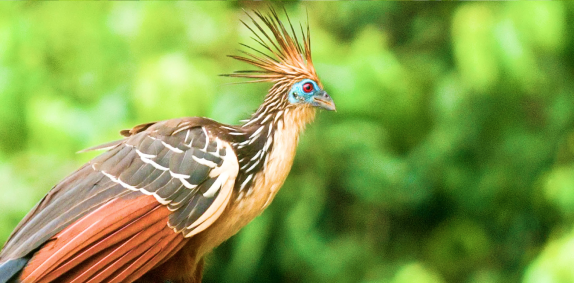 Hoatzin Bird