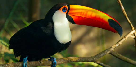 Toucan Bird