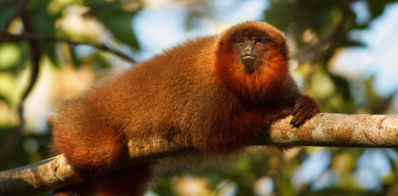 Red Howler Monkey
