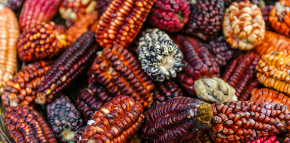 Andean Corn