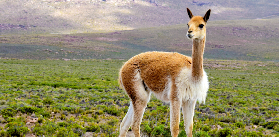 Vicuna in the wild