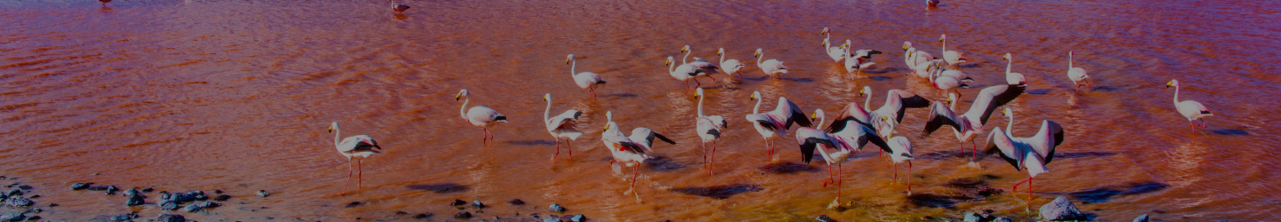 Discover Bolivia with Us