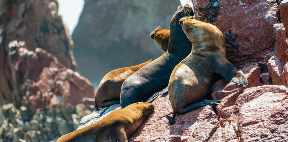 Ballestas Islands
