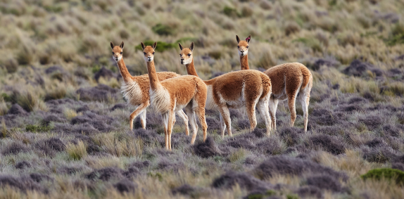 Vicunas in the Andes
