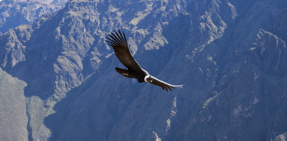 Colca Canyon