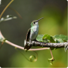Hummingbird Sanctuary in Urubamba