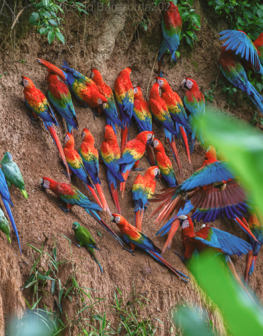 04-Day Amazing Tambopata