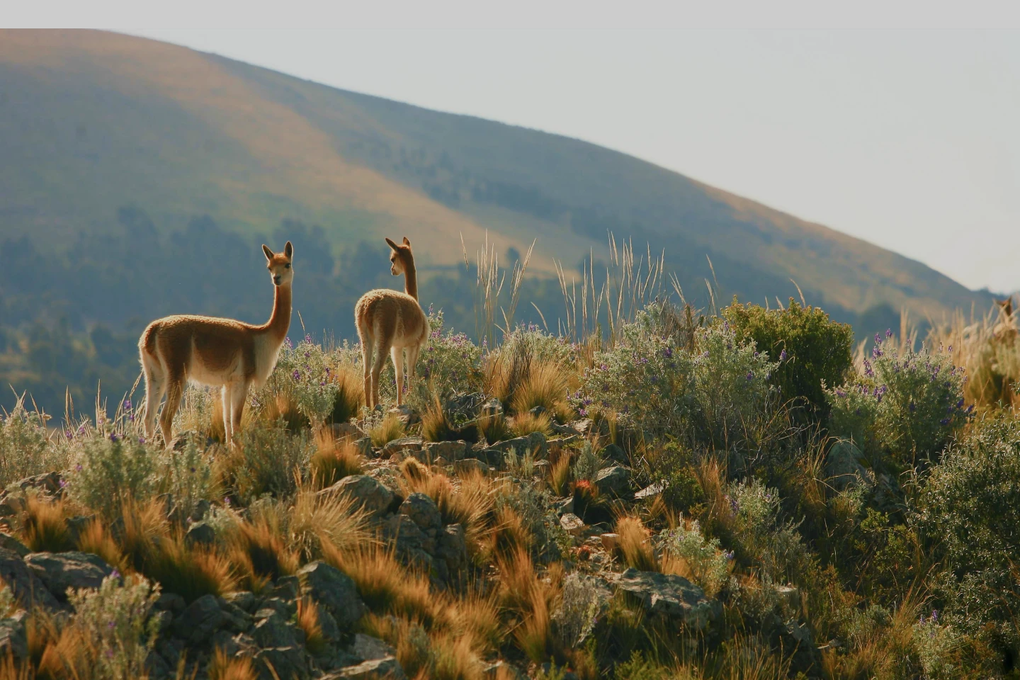 Journeys Hero Background