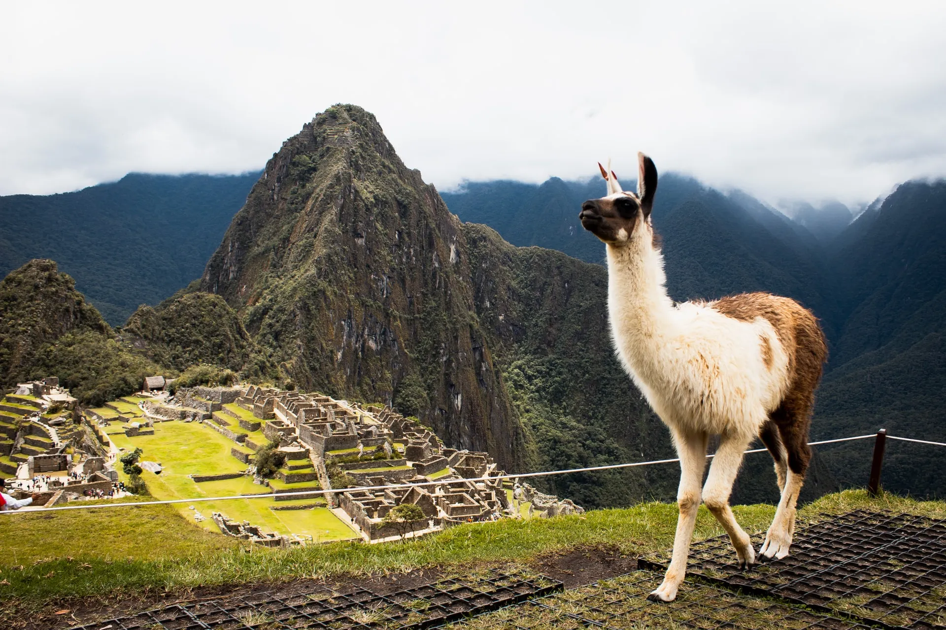 machu picchy llama