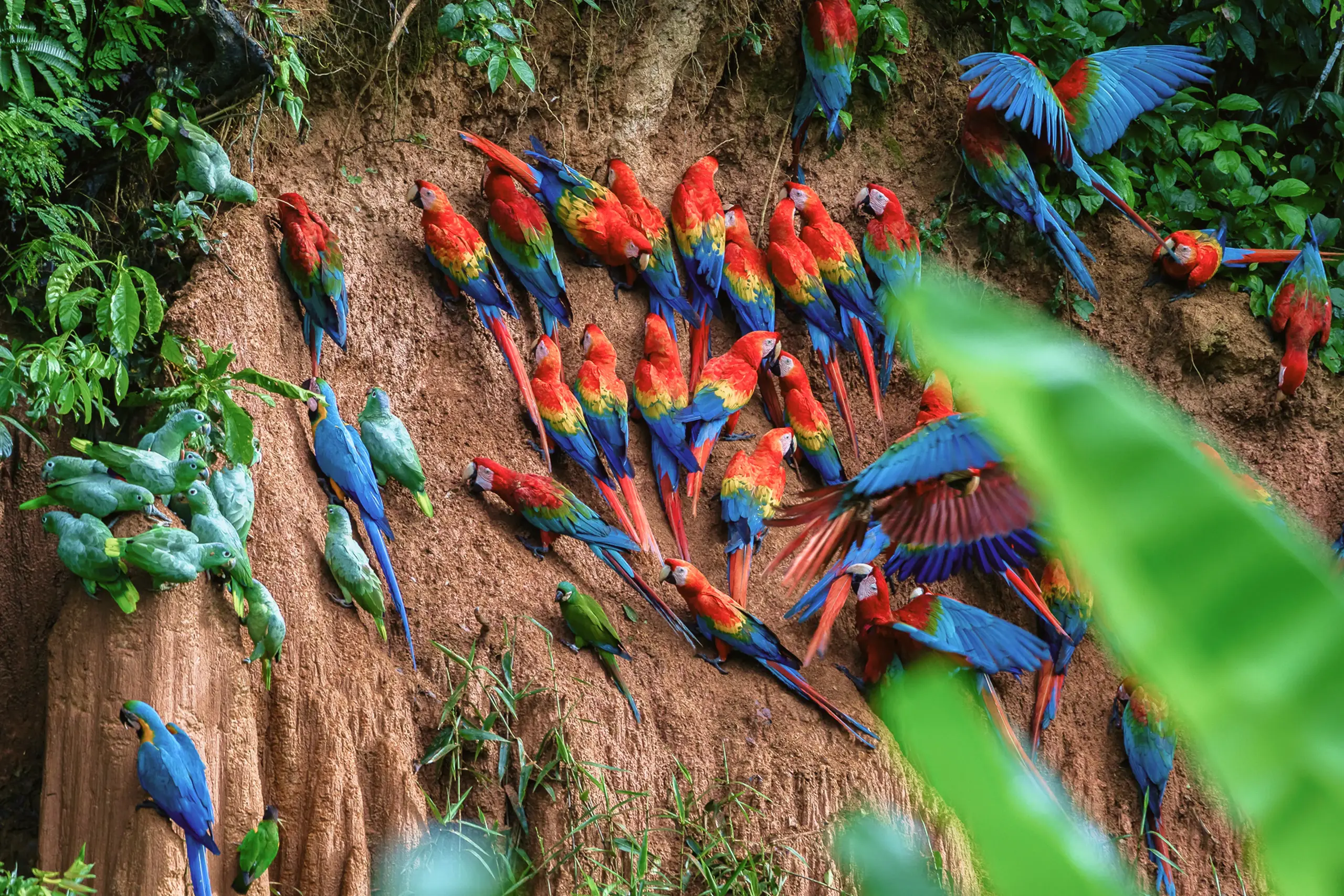 04-Day Amazing Tambopata