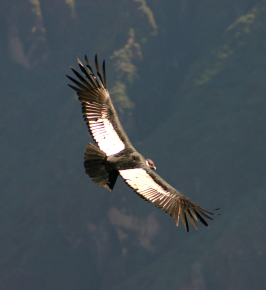 Cruz del Condor Viewport