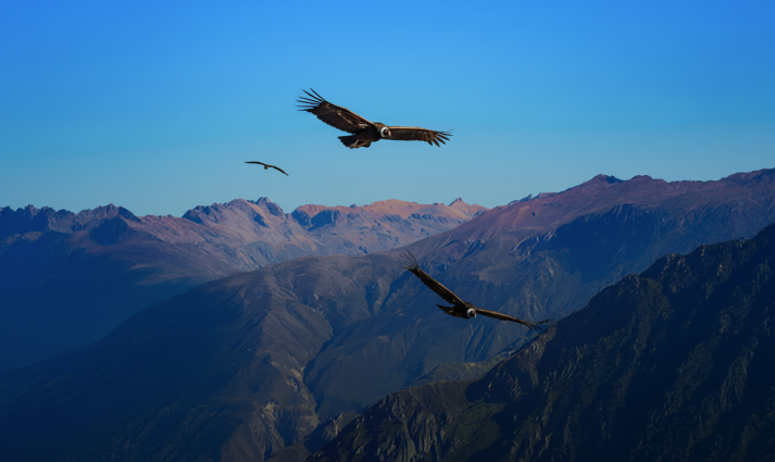 Colca Canyon & Arequipa