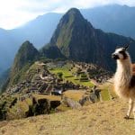 Machu Picchu Iconic Panoramic Picture with alpaca